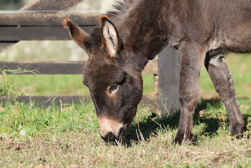 Equus asinus Donkey Ezel